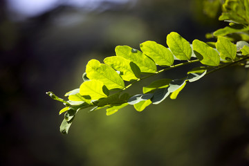  Leaves on a green background
