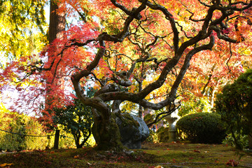 Outstanding Autumn View of Colorful Trees and Leaves in Beautiful Japanese Garden in Portland Oregon USA
