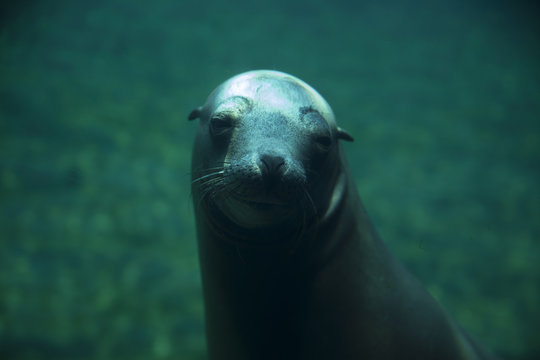 
seal with a very nice face