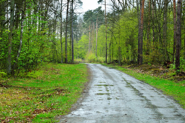 Błotnista leśna droga skręca między drzewa w lesie.