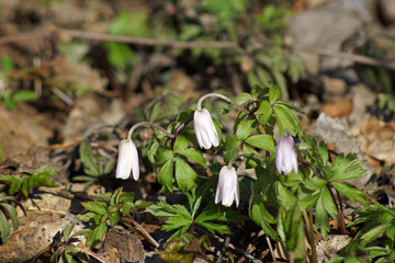 zawilce, anemone, jaskry