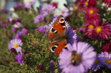 Butterfly on the flower