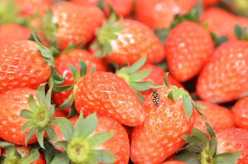 Fresh and red strawberries