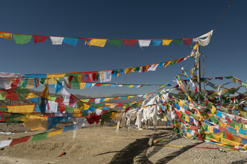 Tibetan flags prayer