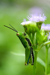 Green grasshopper on flower on green background.
