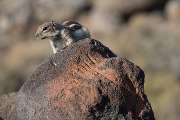 Barbary Ground Squirrel Atlantoxerus getulus on  Fuerteventura, Canary Islands  Spain