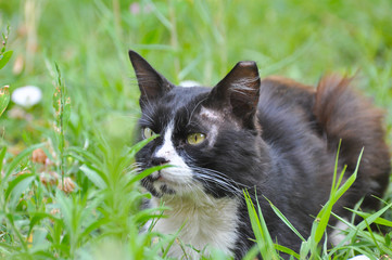 Portrait of black and white cat, black Siberian cat. Black Siberian cat in the grass