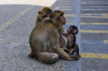 Wild Macaque in Gibraltar