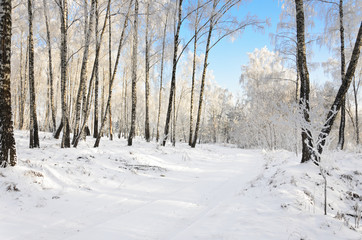 Winter road in the grove