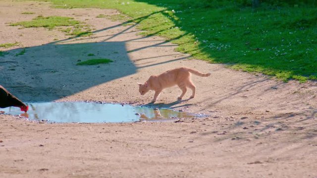 Funny farm life, a cat goes to drink a puddle, a hen feels disturbed and then the cat is frightened too
