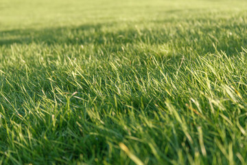 Fresh green grass