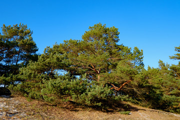 Fototapeta na wymiar Baum auf der Düne an der Ostsee