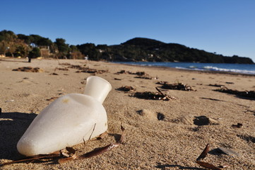 pappagallo in spiaggia