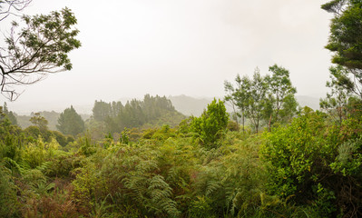Fog in the jungle panorama