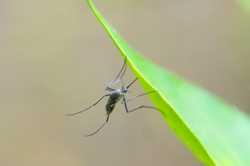 Aedes Aegypti Mosquito , Close Up , Selective Focus