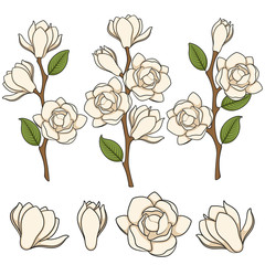 Set of colored illustration of flowering white magnolia branches. Isolated vector objects on white background. © rizik_pic
