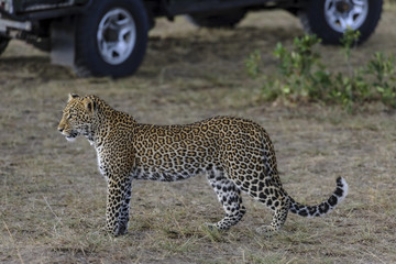 Leopard