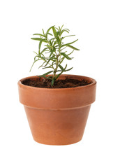 Fototapeta premium Small rosemary plant in clay pot isolated on white
