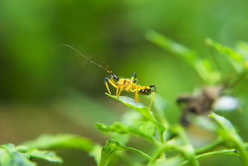 Insect On  Green Leaf