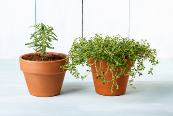 Potted herbs. Rosemary and thyme plant in clay pots.