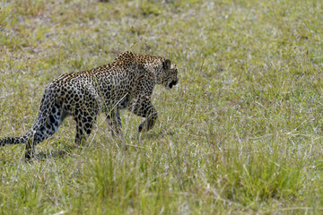 leüpard in the Masai Mara