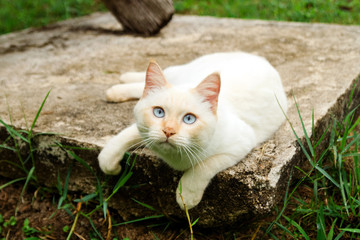 Cute red point cat with blue eyes is lying on the street.