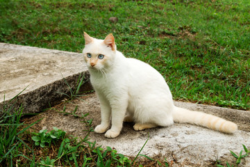 Naklejka na ściany i meble Cute red point cat with blue eyes is sitting on the street.