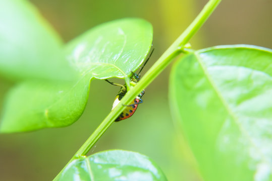 Rainbow Shield Bug ( Calidea dregii ) On Green Leaf , Close Up , Selective Focus
