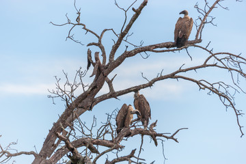 Kruger National Park, Mpumalanga, South Africa