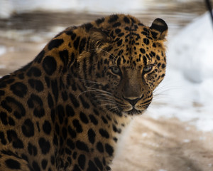 far Eastern leopard