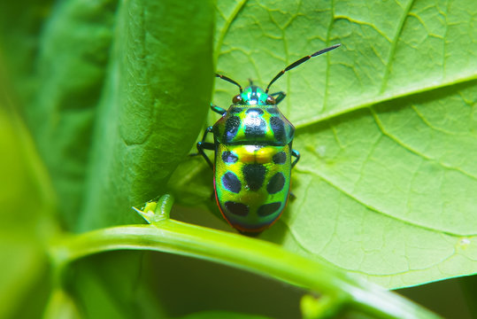 Rainbow Shield Bug ( Calidea dregii ) On Green Leaf , Close Up , Selective Focus