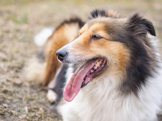 Dog, Shetland sheepdog, collie