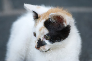 Fototapeta na wymiar Cute tri color kitten portrait outdoor in the garden 