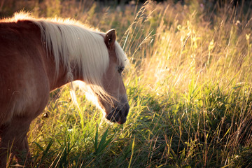 Horse grazing in high grass during golden hour in August