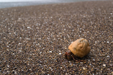 Hermit crab