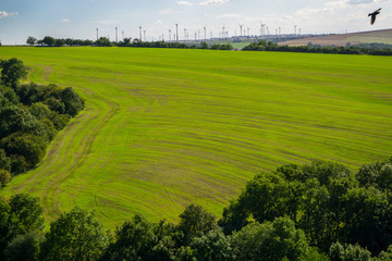 Field with young crops with wind turbines in the background, framed by forest