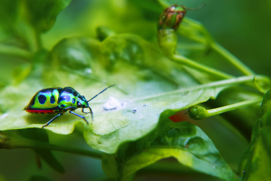 Rainbow Shield Bug ( Calidea dregii ) On Green Leaf , Close Up , Selective Focus