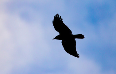 Silhouette of a black raven against a blue sky