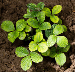 Green strawberry leaves with dew drops in the garden