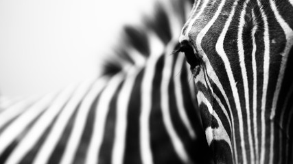 Nahaufnahmebegegnung mit Zebra auf weißem Hintergrund