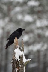 Raven (Corvus corax) on tree, snowy forest on background.