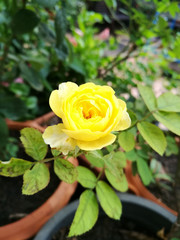 Yellow rose