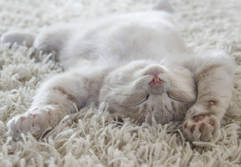 Obraz premium Śliczny kot leżący na plecach jak na dywanie