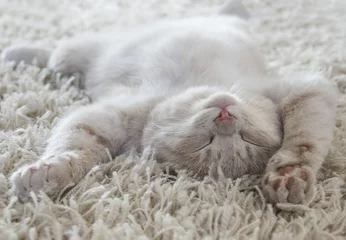 Fototapete Tieren Süße Katze liegt auf dem Rücken wie auf einem Teppich