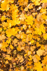 Yellow leaves on the ground in autumn