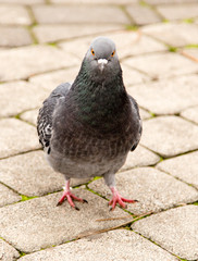 Dove walks along the pavement