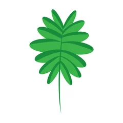 Photo sur Aluminium Monstera Branche verte feuilles de palmier fronde illustration vectorielle naturelle