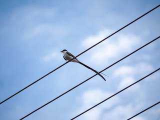 Fork-tailed flycatcher