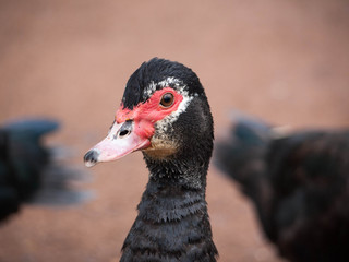 Muscovy Duck