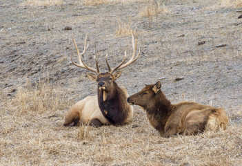A couple of elks, or wapiti (Cervus canadensis) resting in prairie, Neal Smith National Wildlife Reserve, Iowa, USA